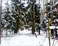 Лыжный поход: пл. Овражки - Устиновка - Строкино - Аксеново - пл. 43 км